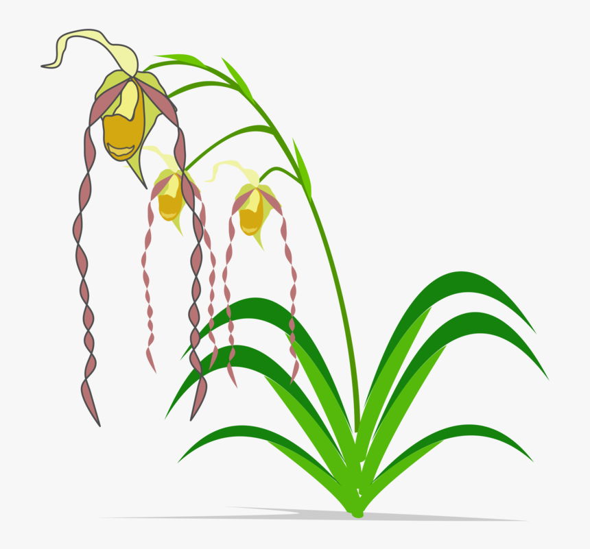 Plant,flora,leaf - Clip Art, HD Png Download, Free Download