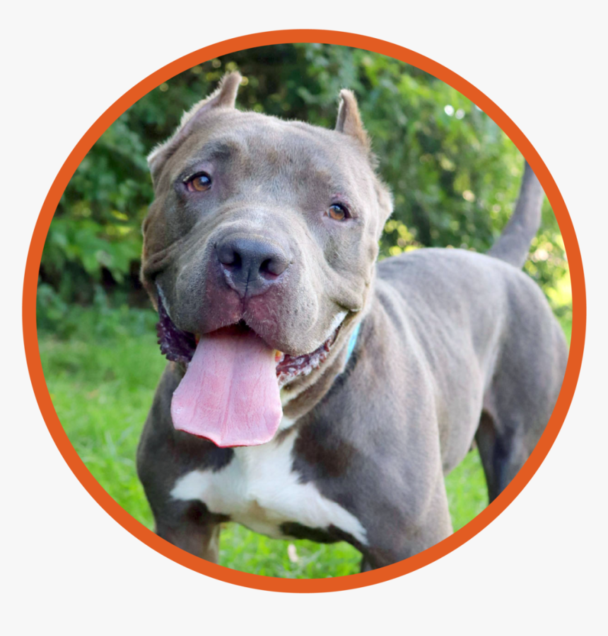 Godrick Is A Beautiful 4 Year Old Pit Bull - Pit Bull, HD Png Download, Free Download