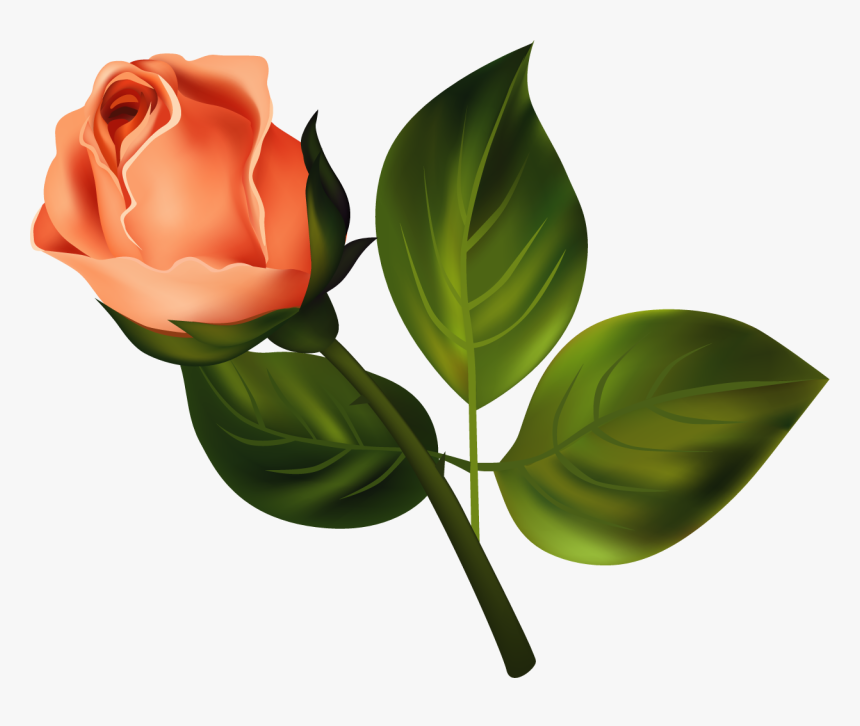 Transparent Rose Bud Png - Hybrid Tea Rose, Png Download, Free Download