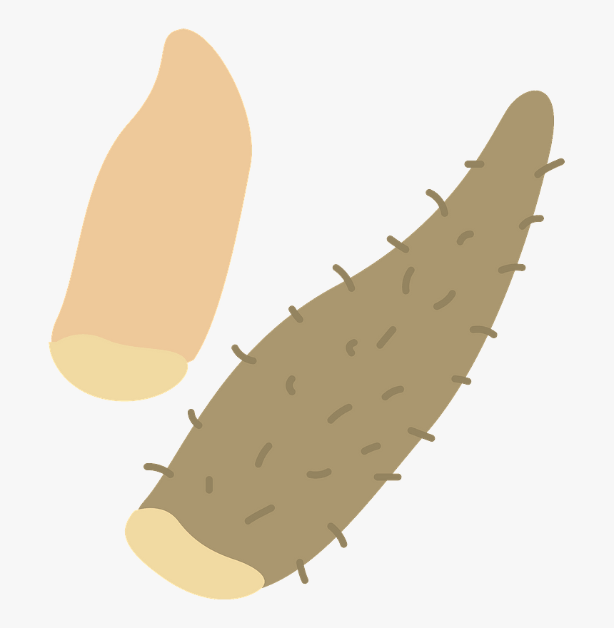 Chinese Yam Clipart - Flatworm, HD Png Download, Free Download