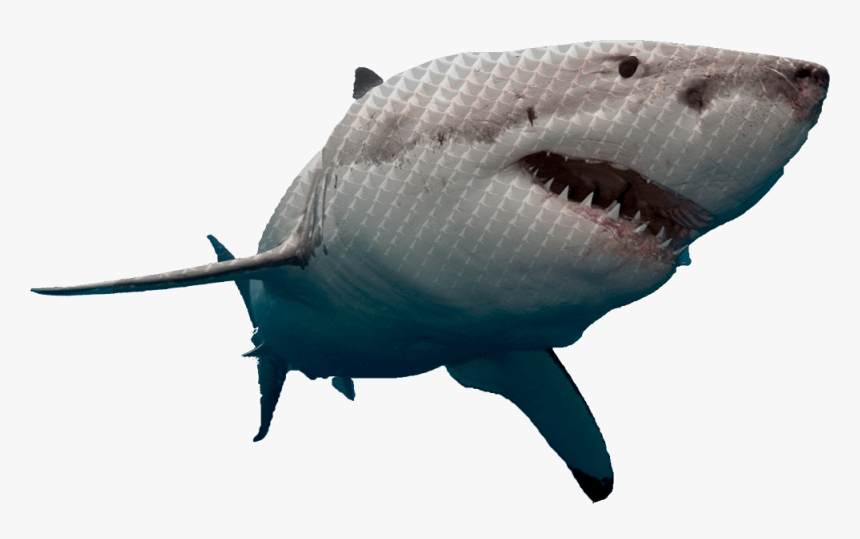 Great White Shark Png, Transparent Png, Free Download