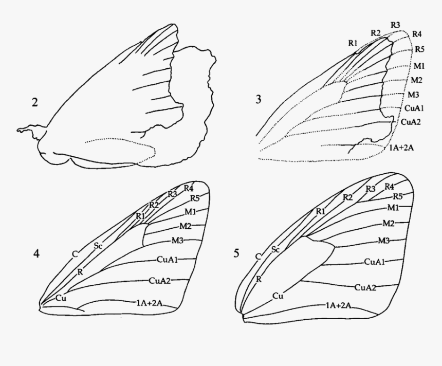 2 Protocoeliades Kristenseni, Outline Of Fossil, With - Hesperiidae Vein, HD Png Download, Free Download
