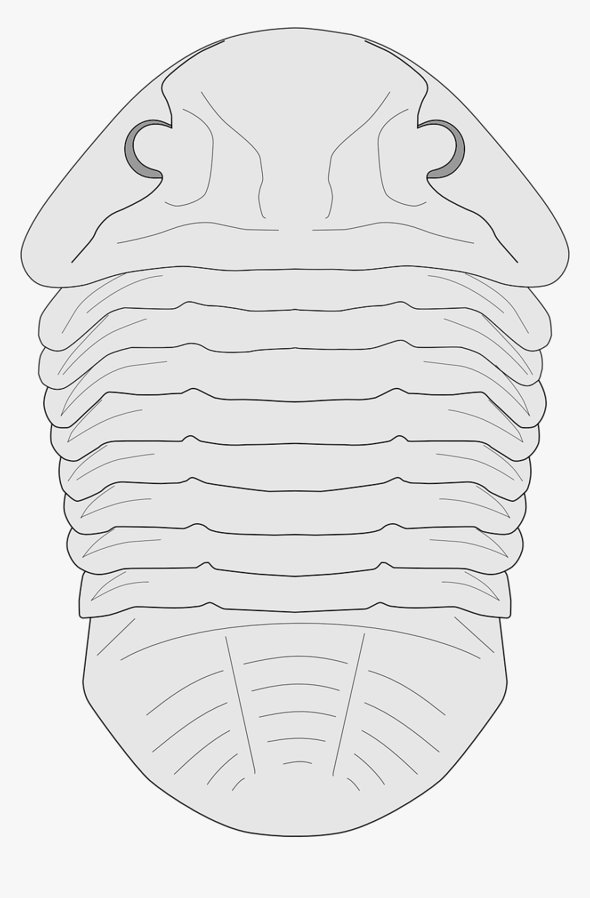 Trilobite, HD Png Download, Free Download