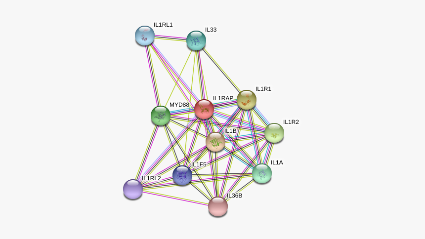 Il1rap Protein - Circle, HD Png Download, Free Download
