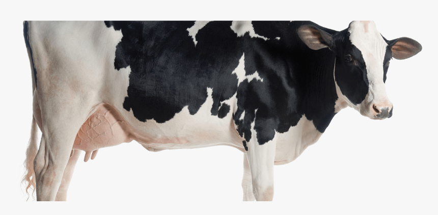 Indian Cow With Calf Png, Transparent Png, Free Download