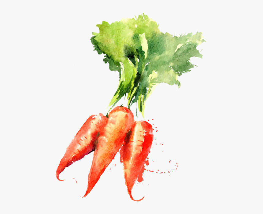 Watercolor Painting Vegetable Drawing Carrot - Carrots Watercolor, HD Png Download, Free Download
