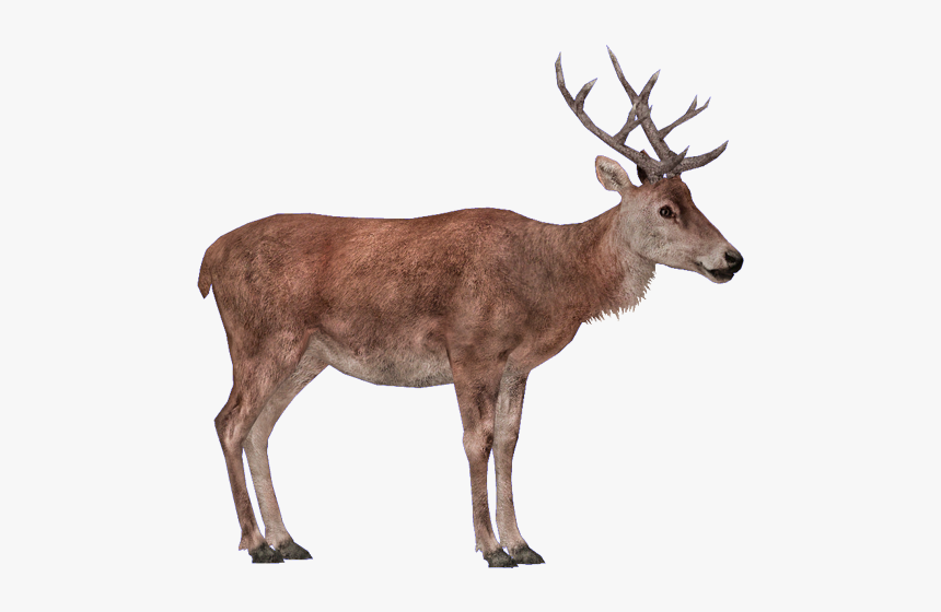 Red Deer Png - Zoo Tycoon 2 Red Deer Png, Transparent Png, Free Download