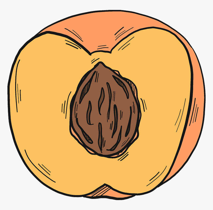Half Peach With A Stone Clipart, HD Png Download, Free Download