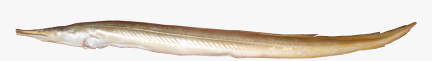 Conger Eel, HD Png Download, Free Download