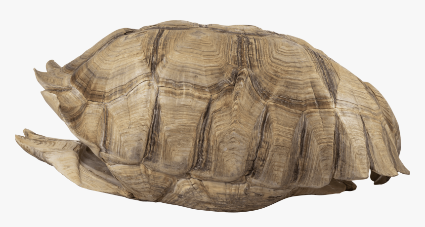 An Image Of A Turtle Shell - Turtles Shell, HD Png Download, Free Download