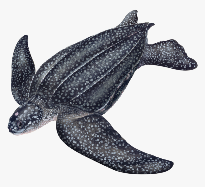 © Dawn Witherington - Leatherback Sea Turtle Drawing, HD Png Download, Free Download