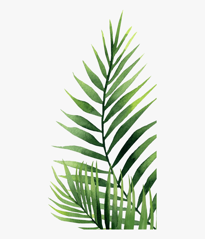 Palm Tree, HD Png Download, Free Download