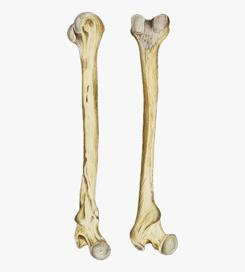 Bones Png Image File - Bones Png, Transparent Png, Free Download