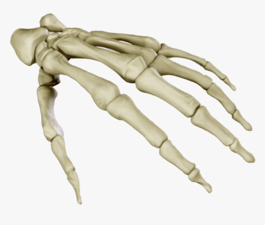 Bones Png Free Pic - Transparent Skeleton Hand Png, Png Download, Free Download