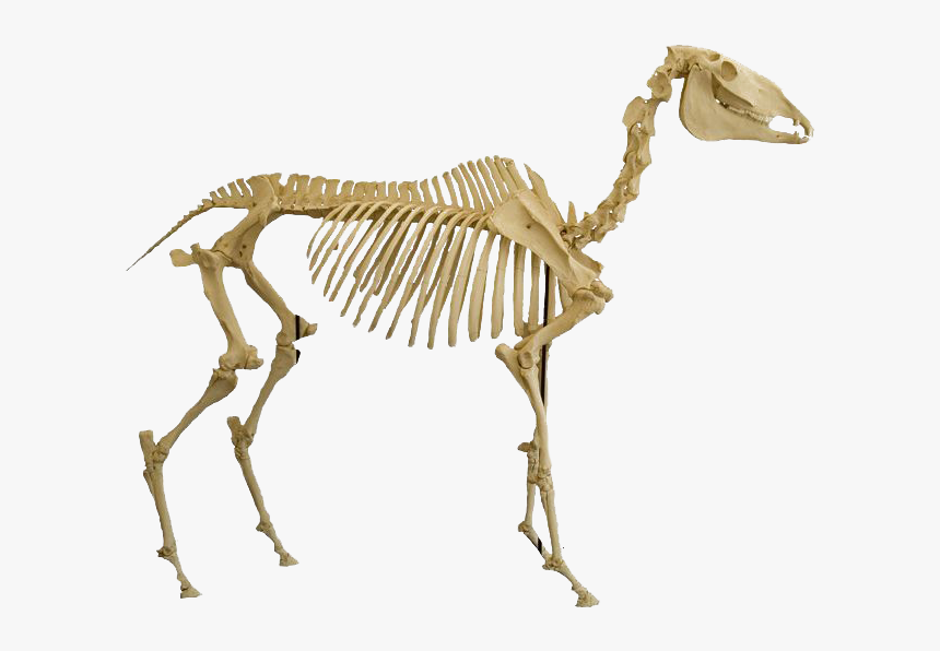 Bones Png Image Download - Animal Skeleton Png, Transparent Png, Free Download