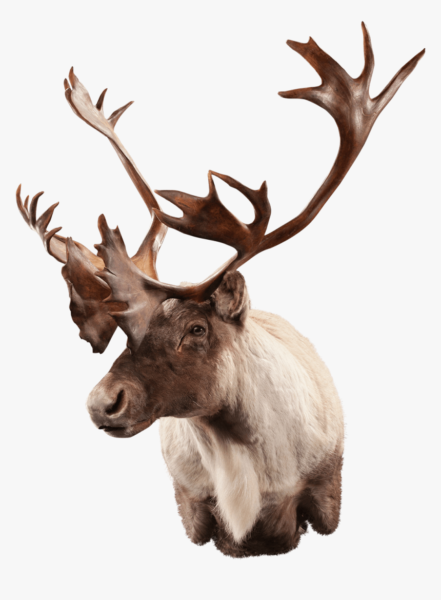 Caribou Shoulder Mount - Elk, HD Png Download, Free Download