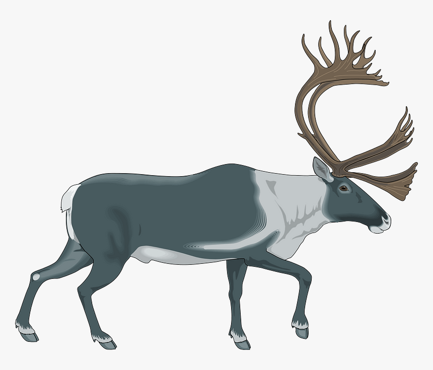 Reindeer Clipart - Caribou Png, Transparent Png, Free Download