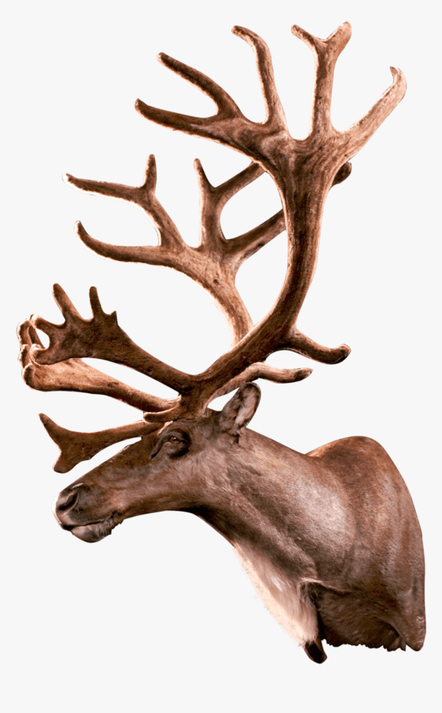 Caribou Shoulder Mount Side View - Antler, HD Png Download, Free Download