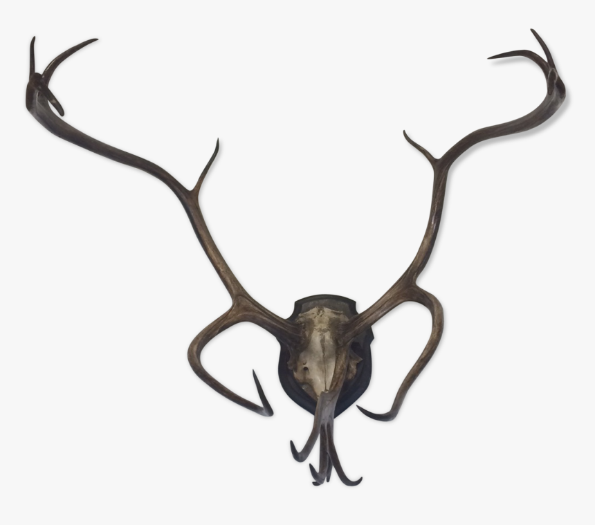 Former Reindeer Wood Trophy/caribou On Patch Massacre - Reindeer, HD Png Download, Free Download