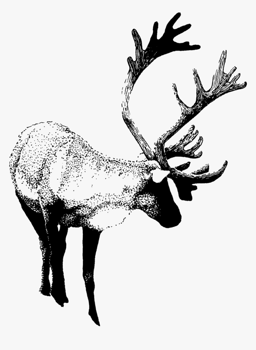 Scan 4 - Elk, HD Png Download, Free Download