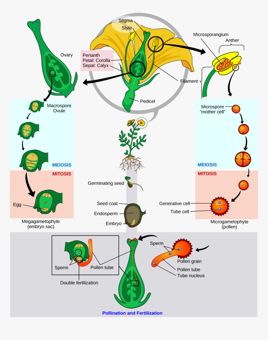 Structure Of Embryo In Plants, HD Png Download, Free Download