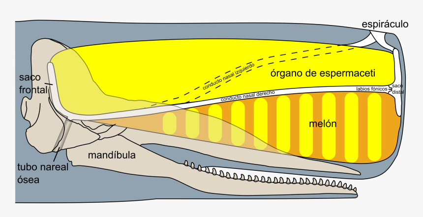 Spermwhale Head , Png Download - Anatomia Cachalote, Transparent Png, Free Download