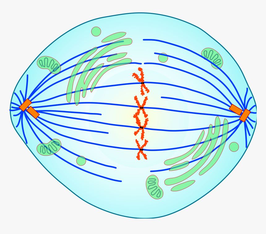 Clip Freeuse Library Division Mitosis Anaphase Chromatids - Phase Of Mitosis Is Shown, HD Png Download, Free Download