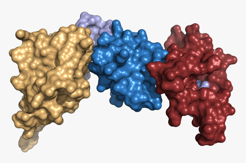 The Scaffold Idea - Protein 3d Structure Png, Transparent Png, Free Download