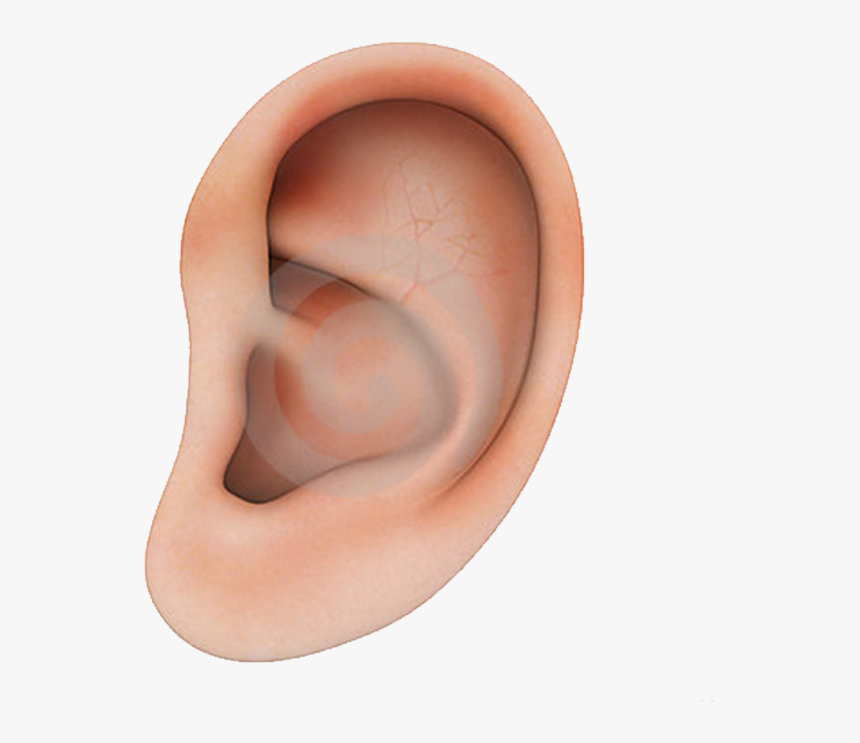 Human Ear Structure Png Download - Imagenes De Orejas Humanas, Transparent Png, Free Download