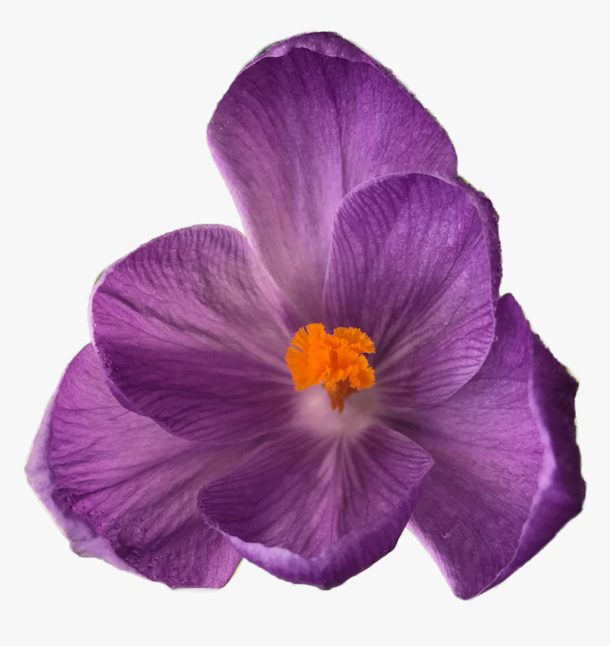 Flower Tumblr Transparent, HD Png Download, Free Download