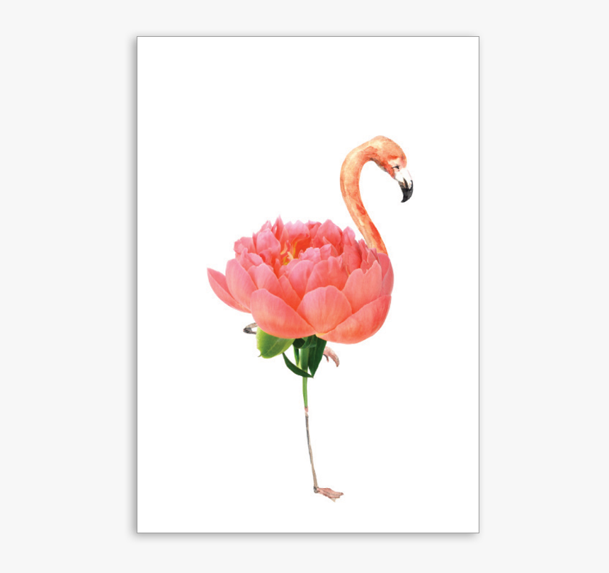 Greater Flamingo, HD Png Download, Free Download