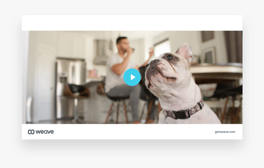 French Bulldog, HD Png Download, Free Download