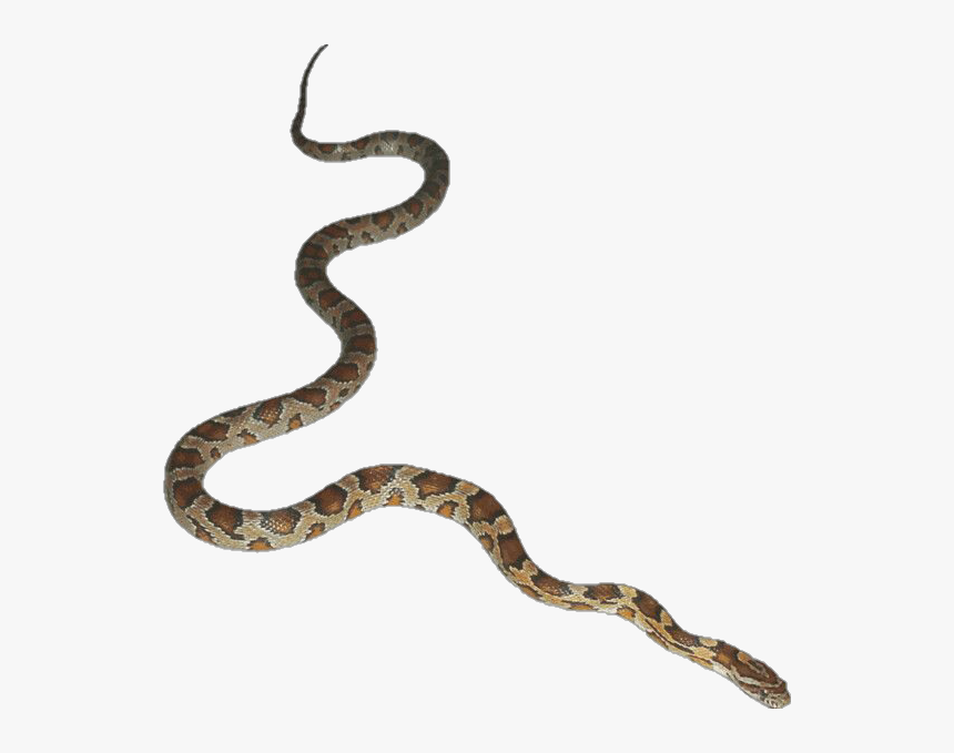 #snakes #venom #serpent - Snake Gif Transparent Background, HD Png Download, Free Download