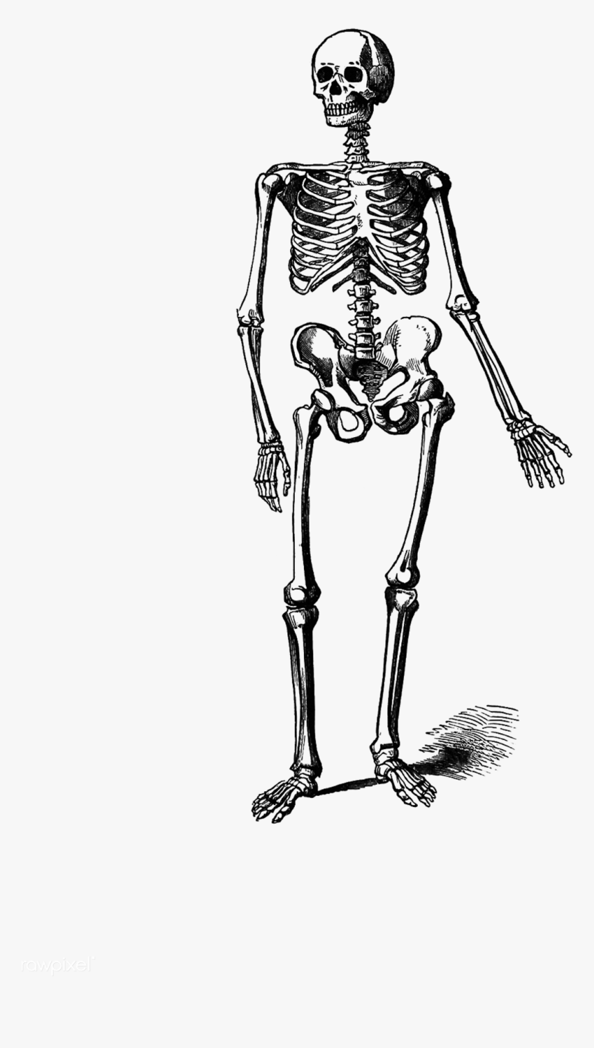 Skeleton Vintage Drawing - Skeleton Png Black And White, Transparent Png, Free Download