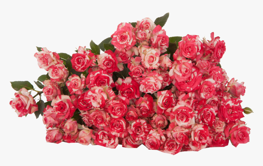 Fireworks - Floribunda, HD Png Download, Free Download