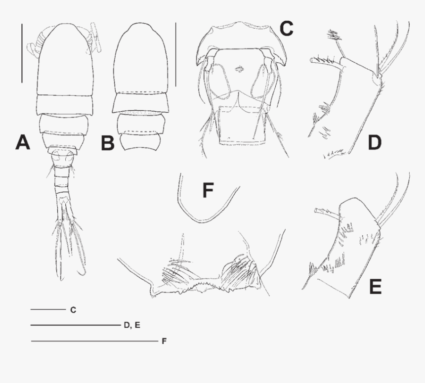 Sketch, HD Png Download, Free Download