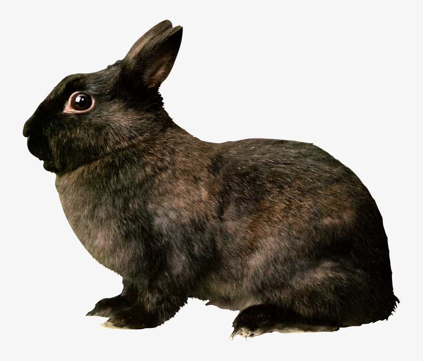 Download For Free Rabbit Png Image - Black Rabbit Png, Transparent Png, Free Download