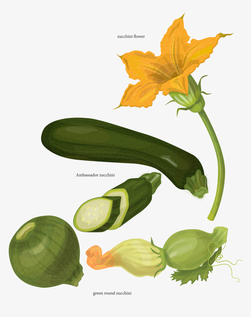 Botanical Vector Lemon - Flor De Calabaza Dibujo, HD Png Download, Free Download