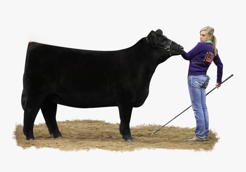 Show Cattle , Png Download - Show A Steer, Transparent Png, Free Download