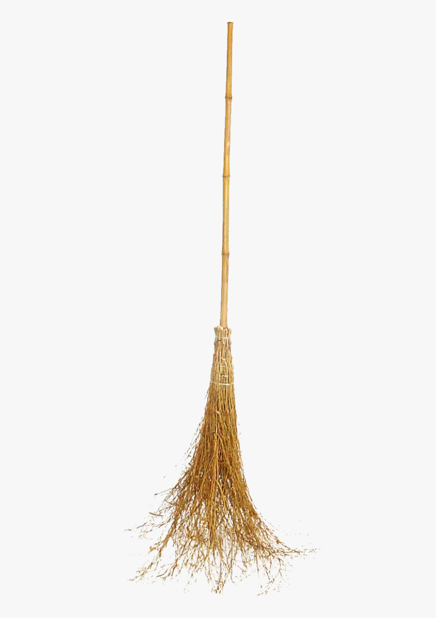 Witch Broom Bamboo - Tree, HD Png Download, Free Download