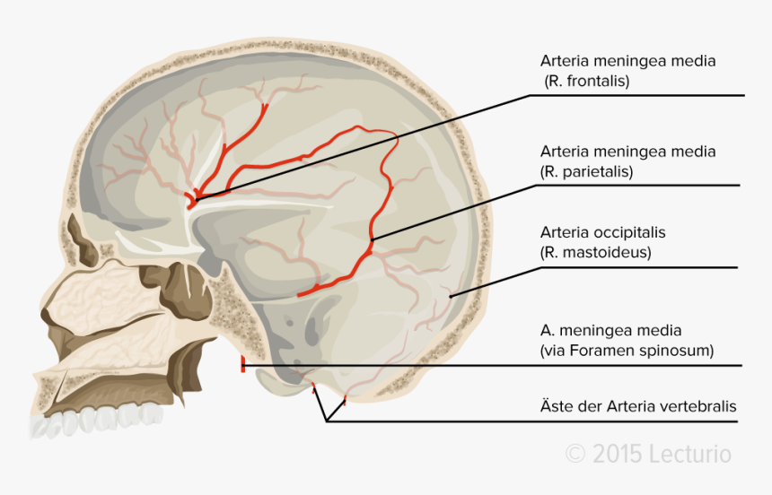 Blood Supply Dura Mater - Blood Supply Of The Dura Mater, HD Png Download, Free Download