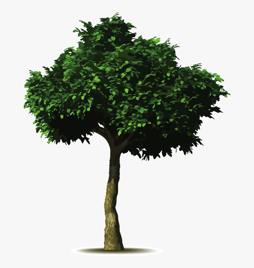 Arbol De Aguacate Dibujo , Png Download - Arbol Png, Transparent Png, Free Download