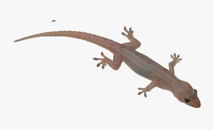 Asian House Geckos, HD Png Download, Free Download