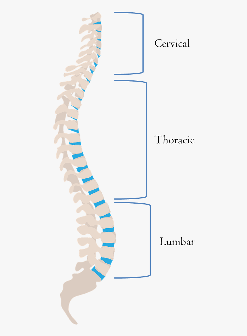 Line Of Gravity Spine, HD Png Download, Free Download
