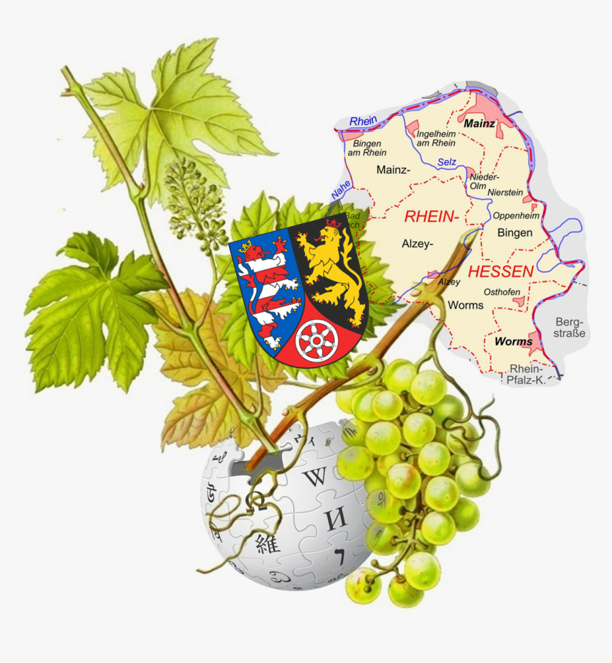 Logo Wp Rheinhessen Variante 04 - Grape Botanical Illustration, HD Png Download, Free Download