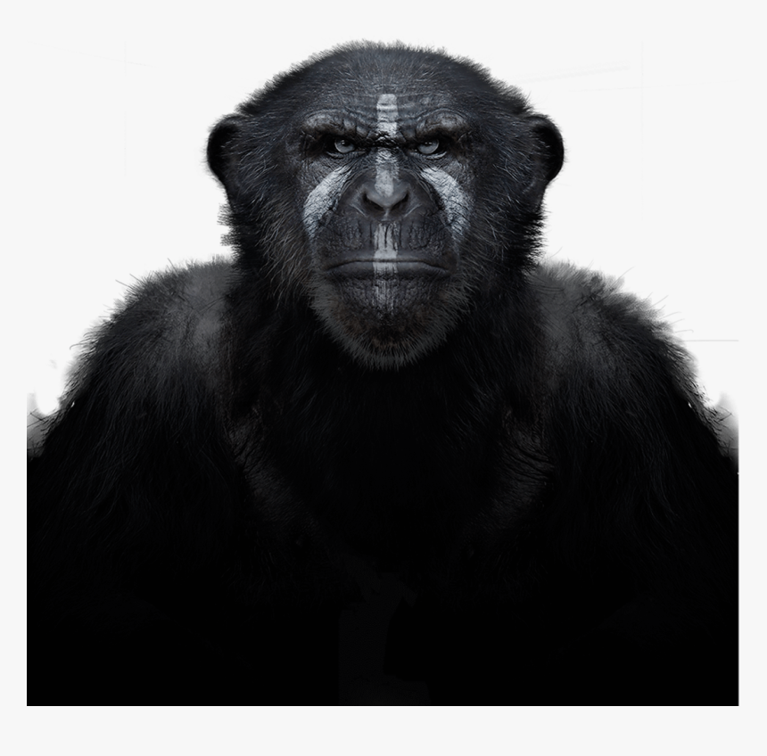 Chimpanzee , Png Download - Macaque, Transparent Png, Free Download