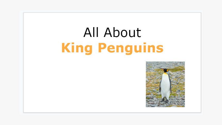 King Penguin, HD Png Download, Free Download