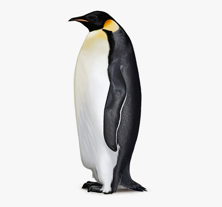 Emperor Penguin Png - Emperor Penguin Transparent Background, Png Download, Free Download