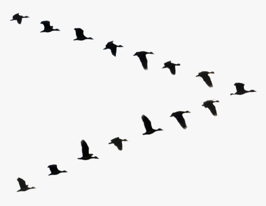 Flock Of Geese Png - Goose Flying Silhouette Png, Transparent Png, Free Download