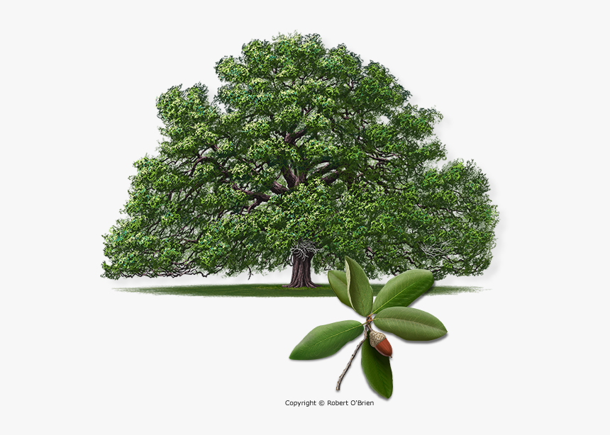 Big Old Tree Png, Transparent Png, Free Download